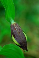 /album/galerie-de-photos-orchidees/sabot-de-venus-jpg1/